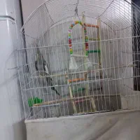 عروس هلندی باقفس