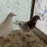 کفتر و جوجه|پرنده|هشتگرد, قاسم آباد بزرگ|دیوار