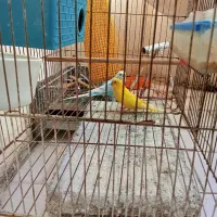 دوعدد مرغ عشق باقفس