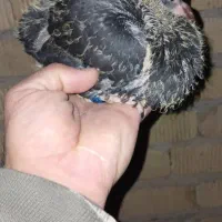 کفتر|پرنده|مرودشت, ژیان|دیوار