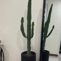 گیاه کاکتوس|گل و گیاه طبیعی|کرج, گوهردشت|دیوار
