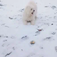 سگ‌شیتزو‌نر