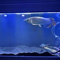 ماهی آروانا گلدن های بک ۳۰سانتی|ماهی|تهران, باغ خزانه|دیوار