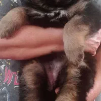 سگ ژرمن شپرد ـ ژرمن بلک موبلند