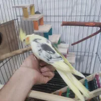 عروس علندی جفت