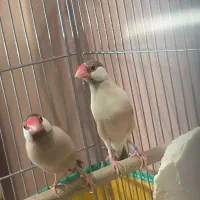 فنچ نرگسی شکلاتی جفت مولد +  کرم لایت|پرنده|تهران, آرارات|دیوار