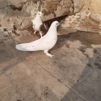 کبوتر اصفهانی|پرنده|برخوار, |دیوار