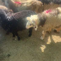 گوسفند زنده410ت|حیوانات مزرعه|یزد, |دیوار