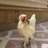 خروس سلطان پاپر