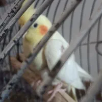 سه عدد عروس هلندی بالغ مولد قیمت همه باهم 1تومان|پرنده|تولم شهر, |دیوار