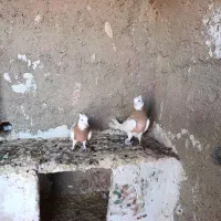 کبوتر طوقی سینه|پرنده|مرودشت, کناره|دیوار