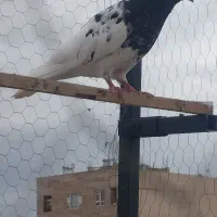 نرکلدار دونسته