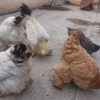 مرغ و خروس برهما