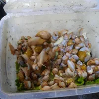 حلزون آلبینو