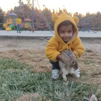 خرگوش خانگی