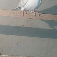 ای نر پشت پیس پرشی ۵۰۰ با  دوتا جوجه