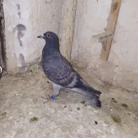 3تا کفتر غریب