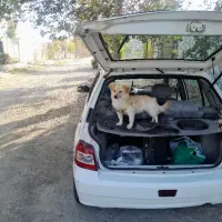 سگ  اشپیتز   ماده