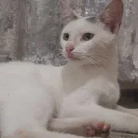 واگذاری گربه بی سرپرست رایگان