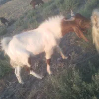 چپش‌نژاد دار فروشی