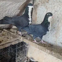 جفت رسمی راور