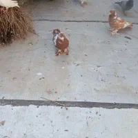 دوعدد چیتی نر