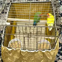 طوطی عروس هلندی|پرنده|کرمانشاه, |دیوار