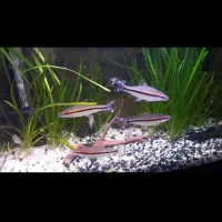 ماهی ردلاین