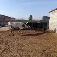 گاو شیری|حیوانات مزرعه|نیشابور, دربقاضی|دیوار