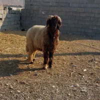 فروش نرمیش سناتوری