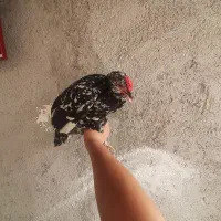 تخم نطفه دار گلین اصیل|حیوانات مزرعه|قزوین, |دیوار