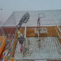 واگزار|پرنده|آذرشهر, |دیوار