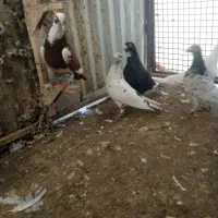 کبوتر|پرنده|شیراز, بازار|دیوار