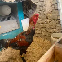 مرغ و خروس لاری