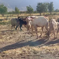 دوبر نر بز سانن|حیوانات مزرعه|فلارد, |دیوار