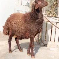 بره قوچ|حیوانات مزرعه|صحنه, |دیوار