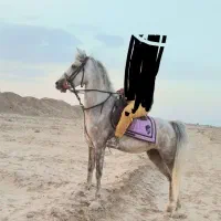 اسب