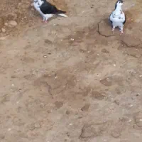 کفتر|پرنده|شیروان (خراسان), |دیوار