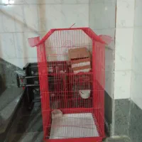 قفس عروس هلندی یک متری
