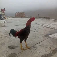 خروس لاری|حیوانات مزرعه|ماکو, |دیوار