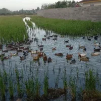 اردک محلی  سالم سرحال