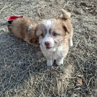 واگذاری دوتوله نرو ماده