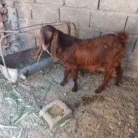 تروشت مری8ماهه