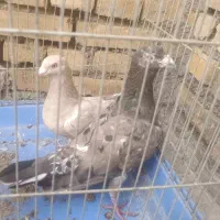 یک جفت کبوتر.کفتر سرور ارتشی.شکلاتی