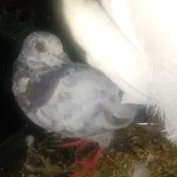 کبوتر ساعتی نژاد پاکستانی