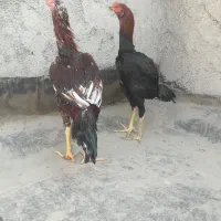 مرغ وخروش لاری