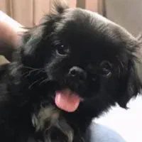 توله سگ پشمالو شیتزوپیکنیز ۲تاماده|سگ|رشت, جانبازان|دیوار