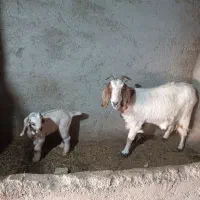 فروش میش و بز|حیوانات مزرعه|سمنان, |دیوار