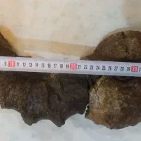 آمونیت ۱۵۰ میلیون ساله عطیقه|کلکسیون اشیاء عتیقه|شاندیز, |دیوار