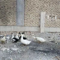 اردک محلی|حیوانات مزرعه|رباطکریم, رباطکریم|دیوار